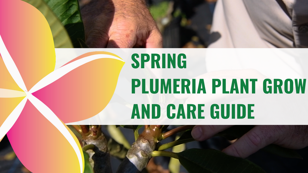 Spring 2022 Plumeria Plant Grow and Care Guide