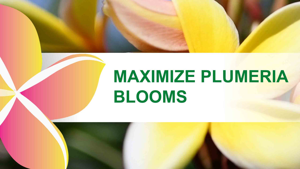 Maximize Plumeria Blooms for The Year