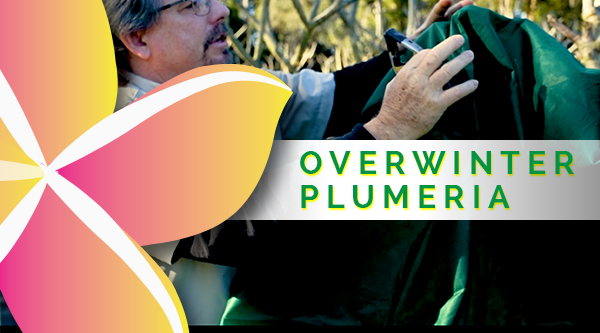 With temperatures dropping below 30 degrees (freezing) during the winter in Florida, you'll need to know how to care and prepare your plumeria trees. Watch our first "Learning Series" video on how to "Overwinter Your Plumeria".