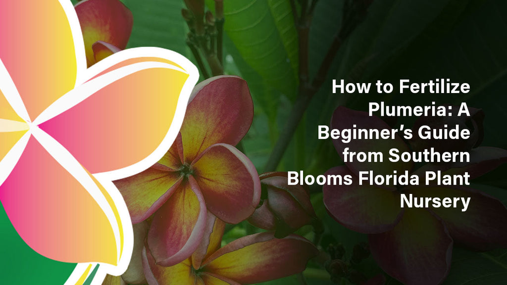 How to Fertilize Plumeria: A Beginner's Guide from Southern Blooms Flo