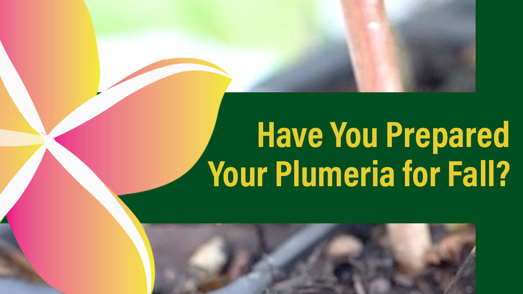Have You Prepared Your Plumeria for Fall?