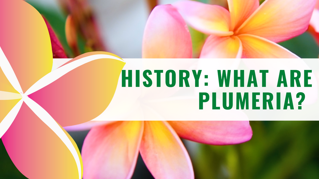 History: What are plumeria?