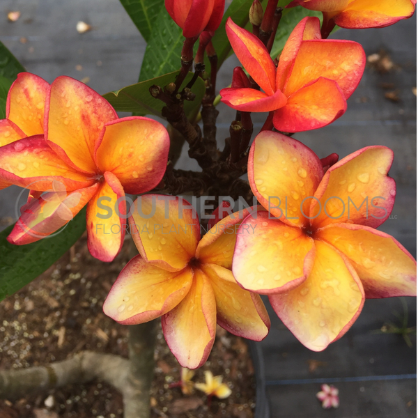 Toba's Fire – Southern Blooms