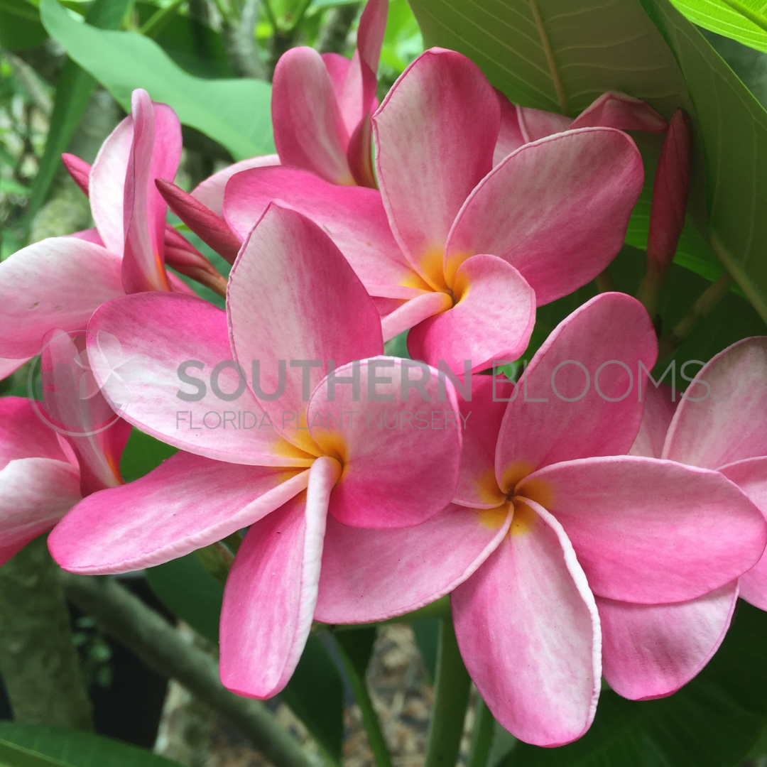 Miami Rose – Southern Blooms