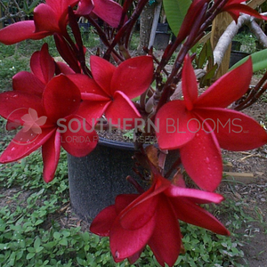 Key West Red Plumeria