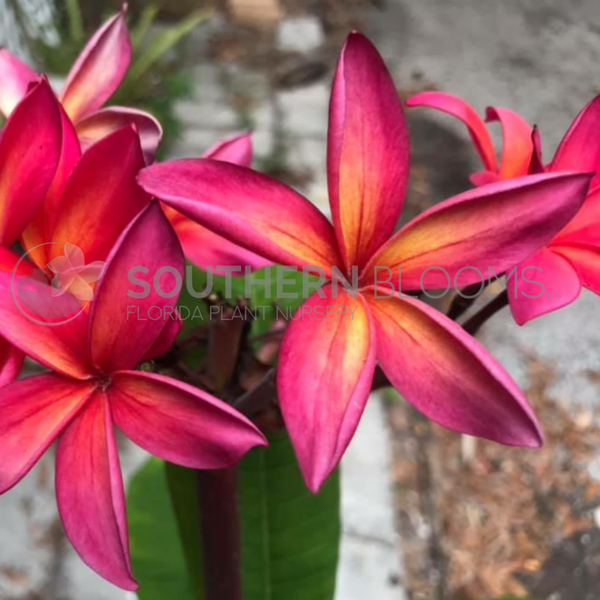 ぴーすけKauka Wilder/ Hawaiian Kauka Wilder Plumeria