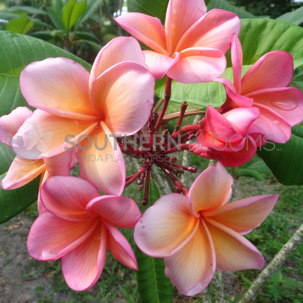 【258】plumeriaページ Kimo – Southern Blooms