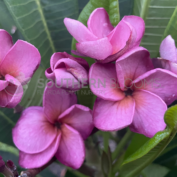 JJ Purple Jack – Southern Blooms