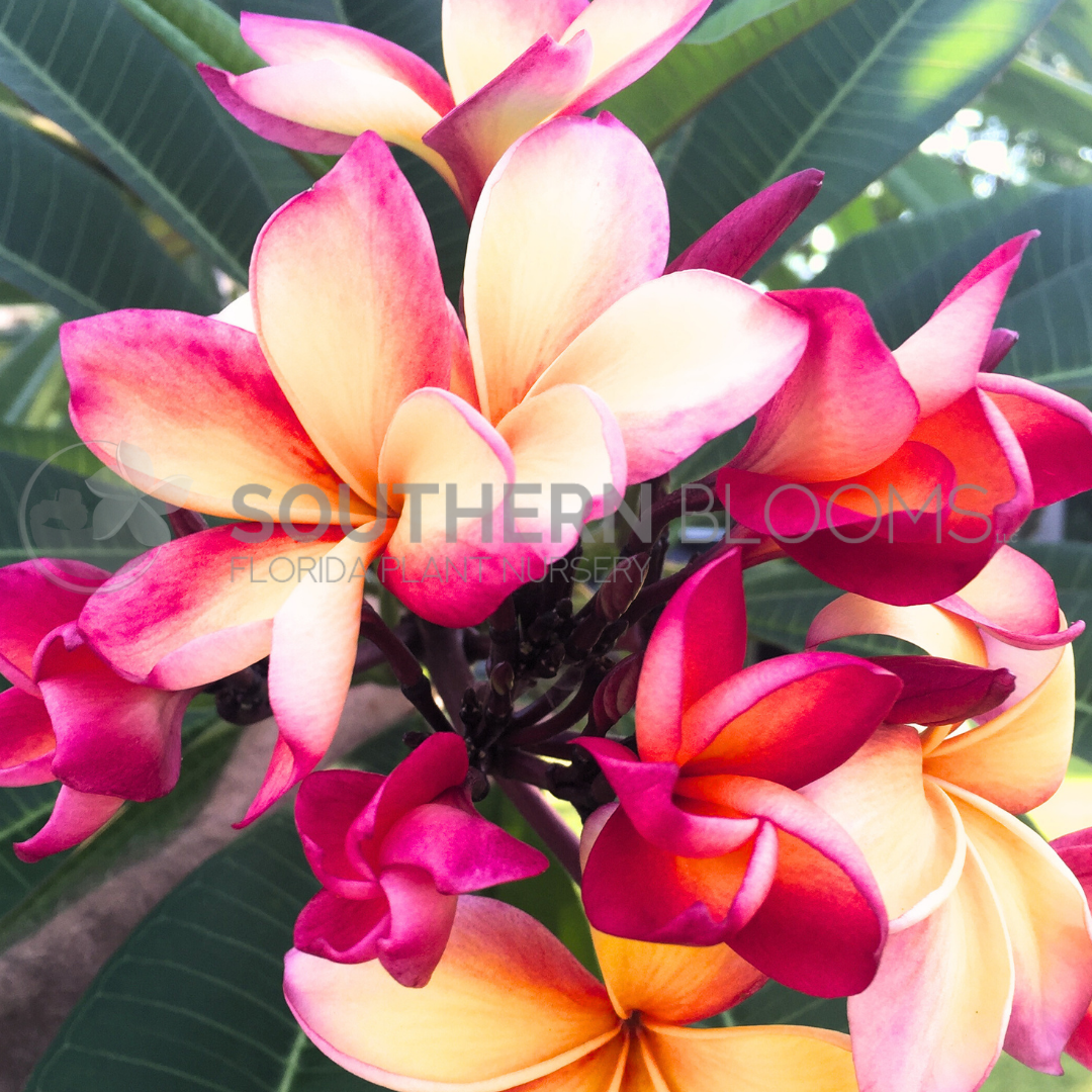 Cooktown Sunset – Southern Blooms