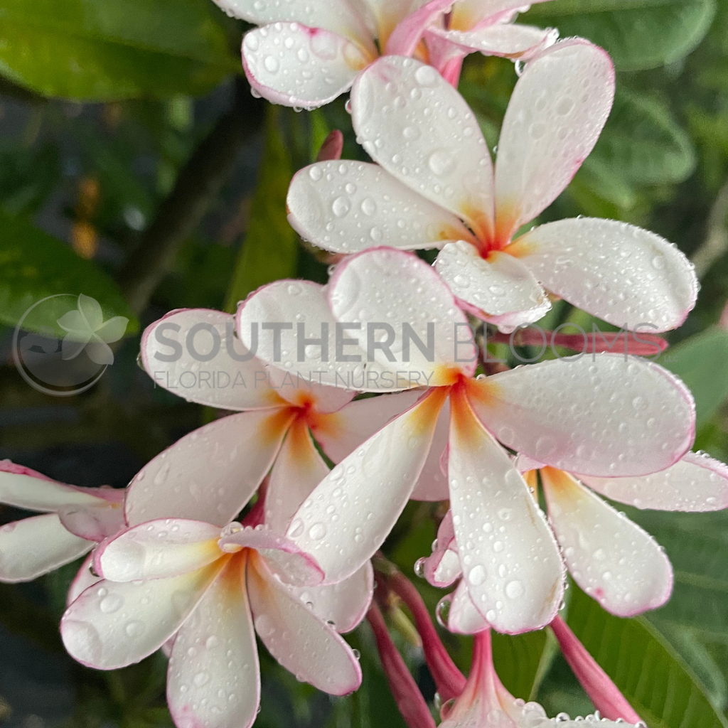 Dwarf Pink Singapore