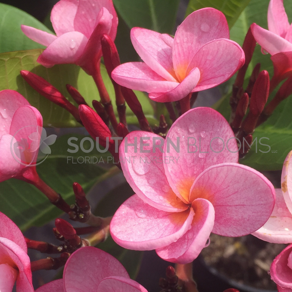 7_grande.png?v=1718068898