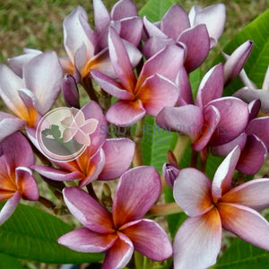 Siam Lavender