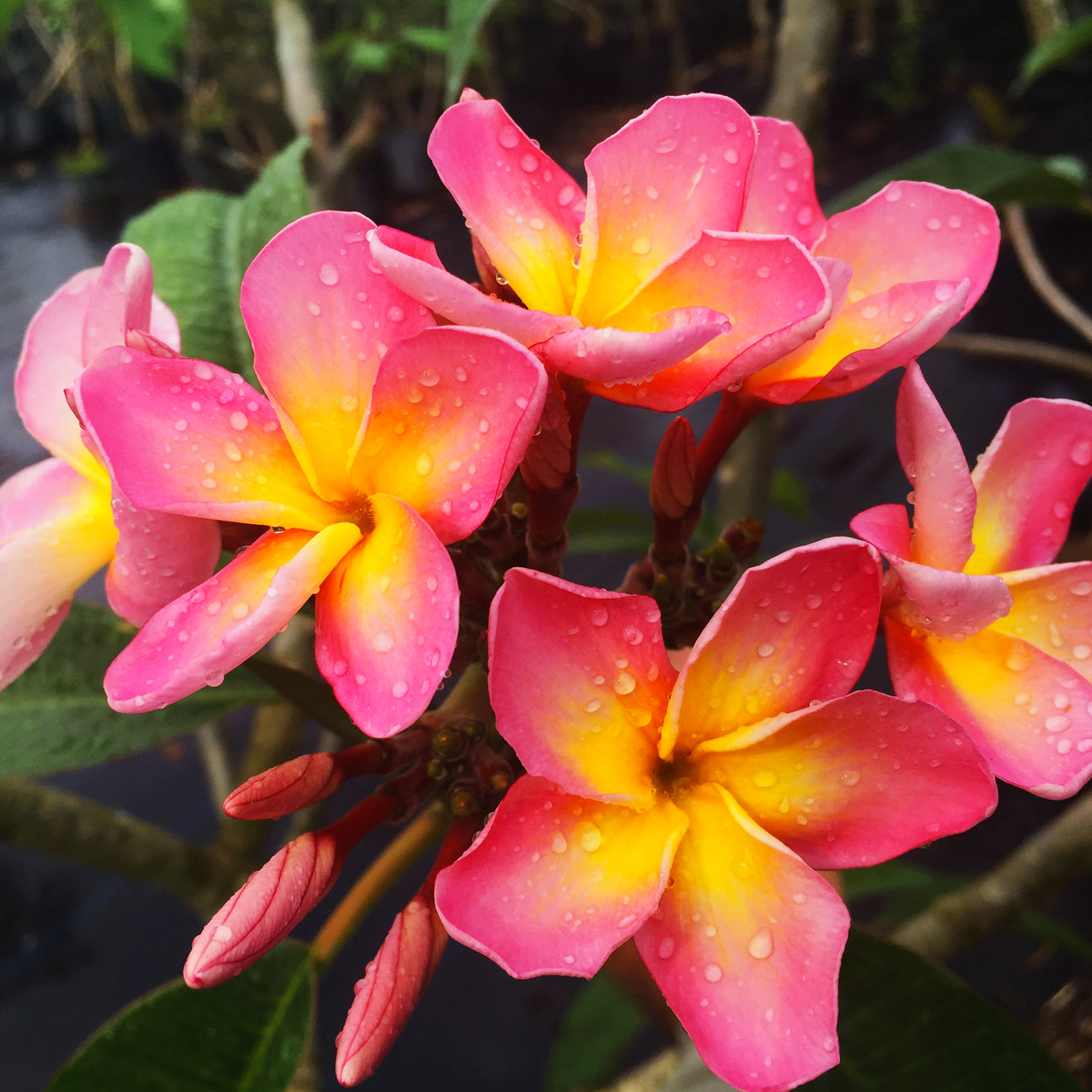 Aloha Southern Blooms aloha-southern-blooms