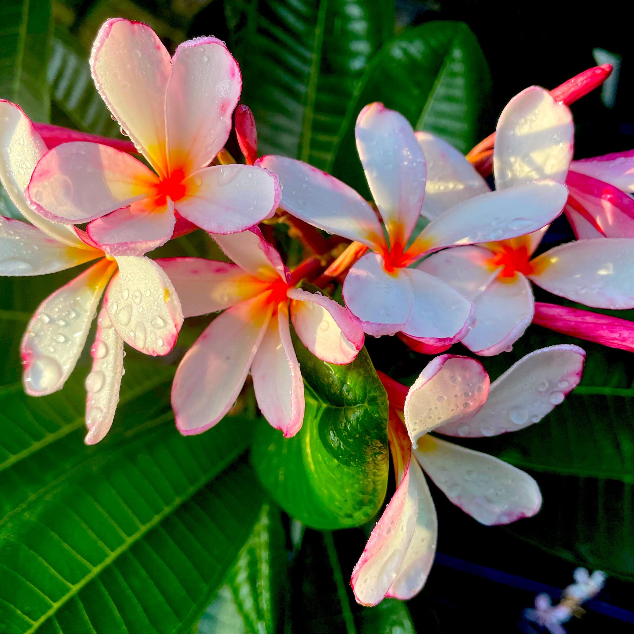 Dwarf Pink Singapore – Southern Blooms