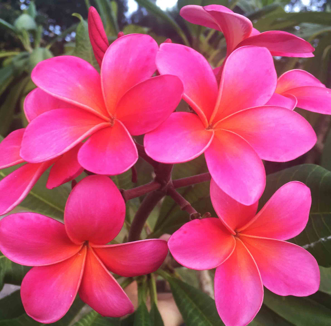 Royal Hawaiian Southern Blooms