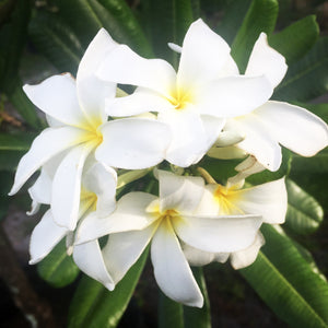 Sericifolia flower